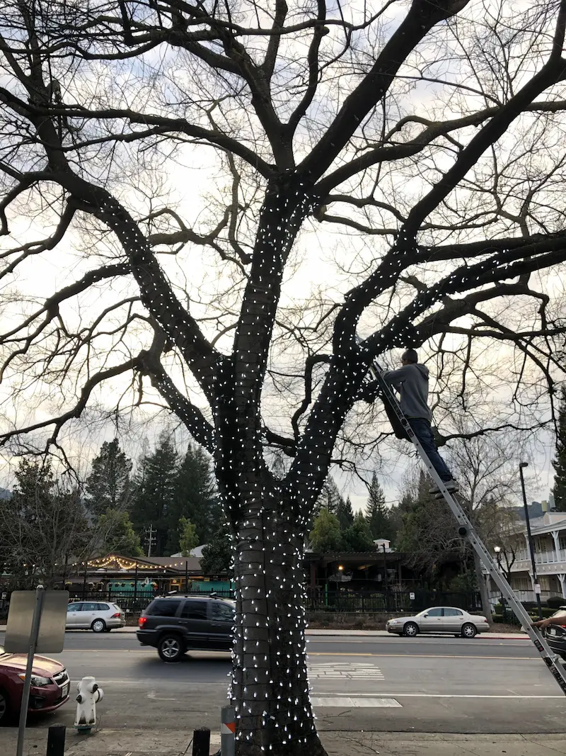 Large tree installation